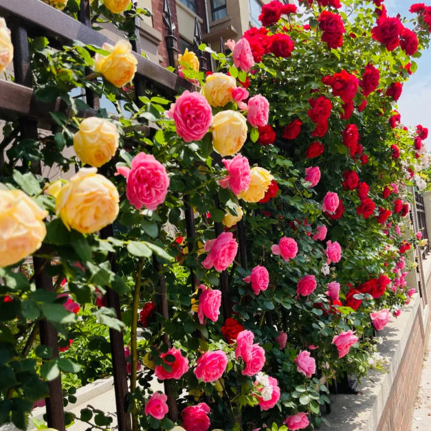 🌹ELEGANT CLIMBING ROSE FLOWER SEEDS- 9 RARE AND BREATHTAKING COLORS SEEDS (IMPORTED)